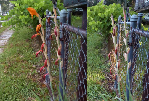 [Two photos spliced together. On the left image the front stalk only has the top two  blooms still red-yellow. The stalk on the right has all seven blooms spent and droopy. They are a darker red. The image on the right has all blooms spent on both stalks and the right-most stalk doesn't  doesn't even have droopy red remnants. The left stalk has some droopy red remnants.]